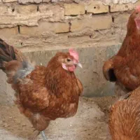 مرغ