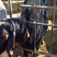 قوچ گوشتی سرحال سه دندان