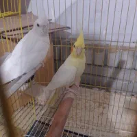 فروش یک جفت عروس ماده لونتینو دستی نر البینو|پرنده|ایرانشهر, |دیوار