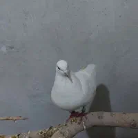 کبوتر