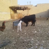 بز چپر با بره|حیوانات مزرعه|مهران (ایلام), |دیوار