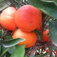 فروش حدود ۵۰۰ کیلو پیچ شیرین و آبدار سردرختی|عمدهفروشی|ساری, |دیوار