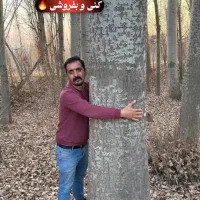 نهال صنوبر درختی سریع‌تر‌از تورم|خدمات باغبانی و درختکاری|قره ضیاالدین, |دیوار