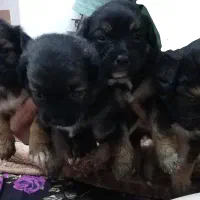 سگ پاکوتاه اشپیتز|سگ|کیاشهر, |دیوار