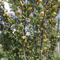 کود|گل و گیاه طبیعی|قم, قلعه کامکار|دیوار