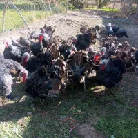 بوغلمون برنز انگلیسی|حیوانات مزرعه|بروجرد, |دیوار