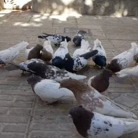 تعدادی کبوتر رنگی