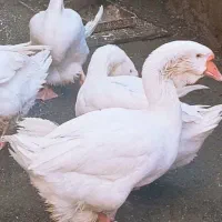 فروش غاز نرمیکس خالماگور لیندا|حیوانات مزرعه|سورک, |دیوار