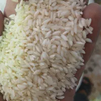 برنج چمپا درجه باغملک|عمده‌فروشی|باغ ملک, |دیوار