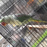 جمع آوری گرینچیک سرلاکی|پرنده|بجنورد, |دیوار