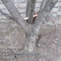 تعداد10عدد درخت گردو