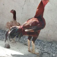 جوجه خروس ۱۱ماهه با اصل و نسب|حیوانات مزرعه|فاضل آباد, |دیوار
