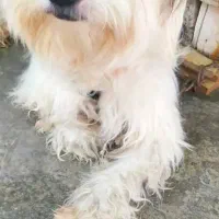 سگ شیتزو تمیز تمیز