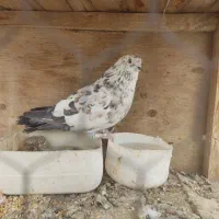 کفتر|پرنده|قم, وادی السلام|دیوار