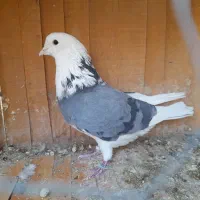 کبوتر پرشی و کوتوله برزیلی|پرنده|اصفهان, کوی امیریه|دیوار