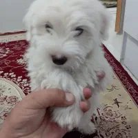 توله شیتزو تربیت شده،قیمت توافقی