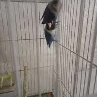 جفت کوتوله برزیلی