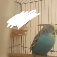 مرغ عشق نر|پرنده|دورود, |دیوار