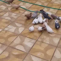 کبوتر ۱۵۰عدد