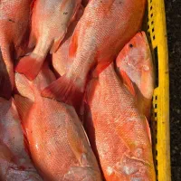 نیازمند کارگر اقا