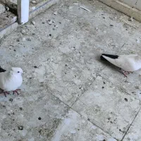 کفتر دم سیاه