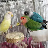 3 تا طوطی برزیلی دو نر و یک ماده|پرنده|سنندج, |دیوار