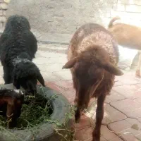 یک عدد میش وبره
