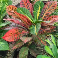 هدیه روز مادر