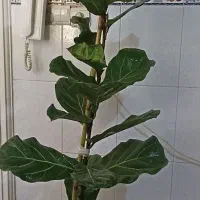 فیکوس لیترا