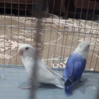 طوطی برزیلی رنگی که تو صحنه پیدا نمیکنی|پرنده|صحنه, |دیوار