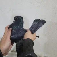 کبوتر پرشی|پرنده|گرگان, |دیوار