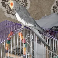 عروس هلندی
