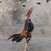 تخم مرغ اوشامو|حیوانات مزرعه|گرگان, |دیوار