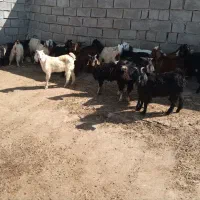 ۲۰ عدد بزغاله نر وماده قیمت جفت ۸۰۰۰ تومان|حیوانات مزرعه|ماکو, |دیوار