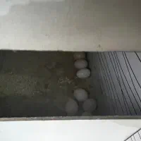 عروس هلندی البینو جفت با تخم|پرنده|نسیمشهر, |دیوار