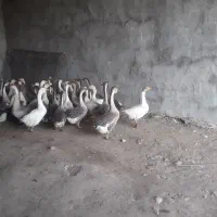 فروش قاز ها محلی|حیوانات مزرعه|ارومیه, |دیوار