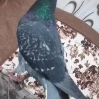 ۲عدد کفتر نر پلاکی