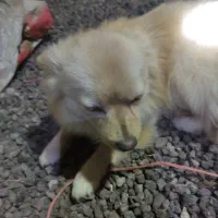 پامر روباهی حدوداً یکساله