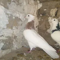 کفتر|پرنده|چناران, |دیوار