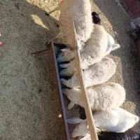 چهار راس میشه آبستن