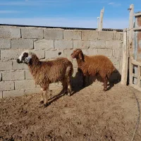 بره نر و ماده|حیوانات مزرعه|گنبد کاووس, |دیوار