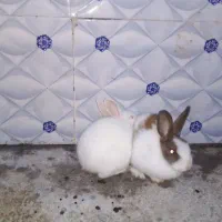 سلام خرگوش خوب|موش و خرگوش|زاهدان, |دیوار