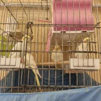 عروس هلندی لتینو