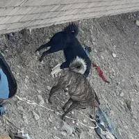 سگ نگهبان و نژاد دار