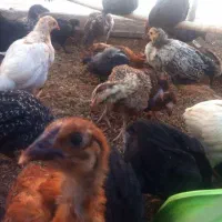 خروس فروشی برای خون کردن