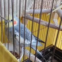 عروس هلندی سخنگو|پرنده|کرج, باغستان|دیوار