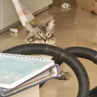 گربه اصیل سیامی و هیمالین