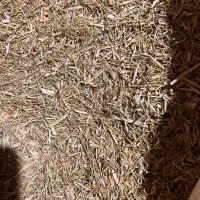 فروش خارشتر درجه 1