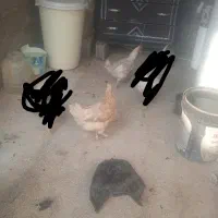 دوعددمرغ تخم گذار یک خروس دورگه سرحال
