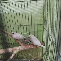 فنچ|پرنده|تهران, شکوفه|دیوار